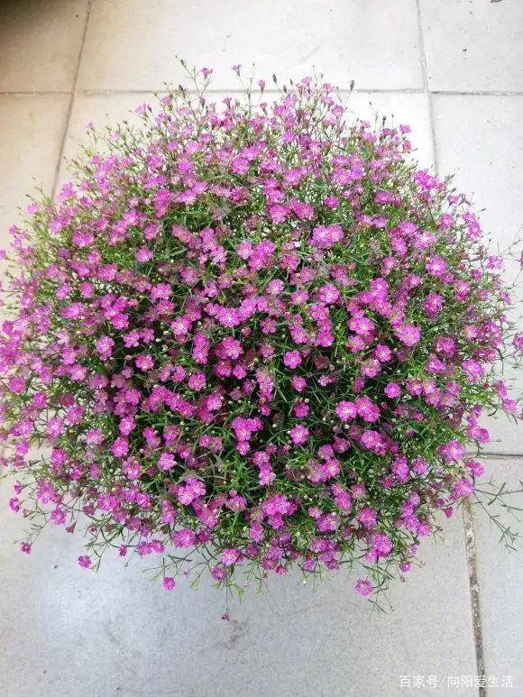 谁说冬天没花养,来盆"满天星",呼呼长开盆,还能做"干花"