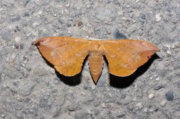 台湾茶蚕蛾@ andraca theae_新北福山