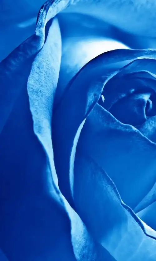 蓝色玫瑰高清壁纸