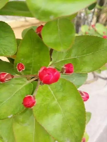 叶不羞的嘲讽脸的相册-西府海棠