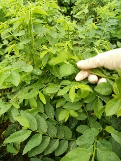 新的一年新气象《勐海南桥树甜菜种植专业合作社》迎新春活动会