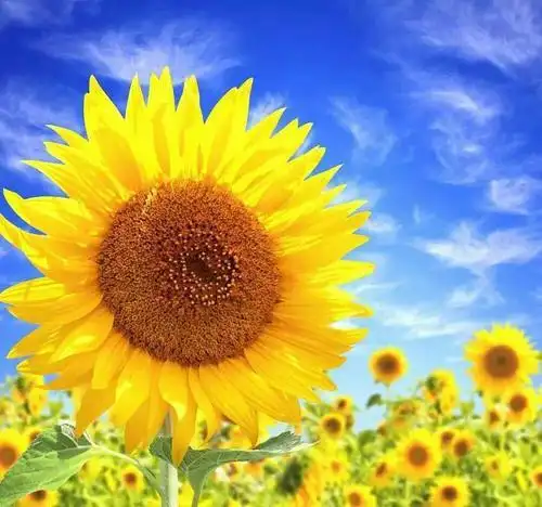 一朵向日葵头像