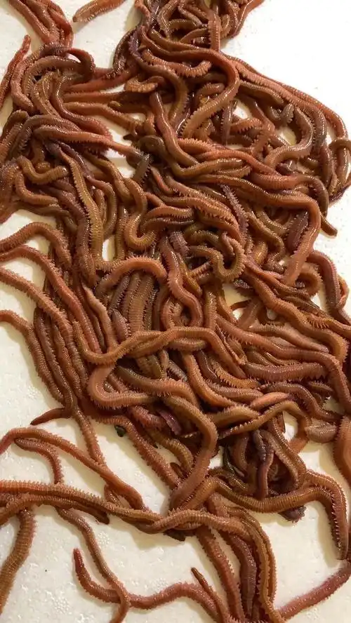 晟帆活沙蚕 海钓鱼饵 海蚂蝗海蜈蚣 红青虫鲈鱼海