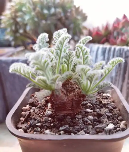 块根系列的羽叶洋葵真的太仙了