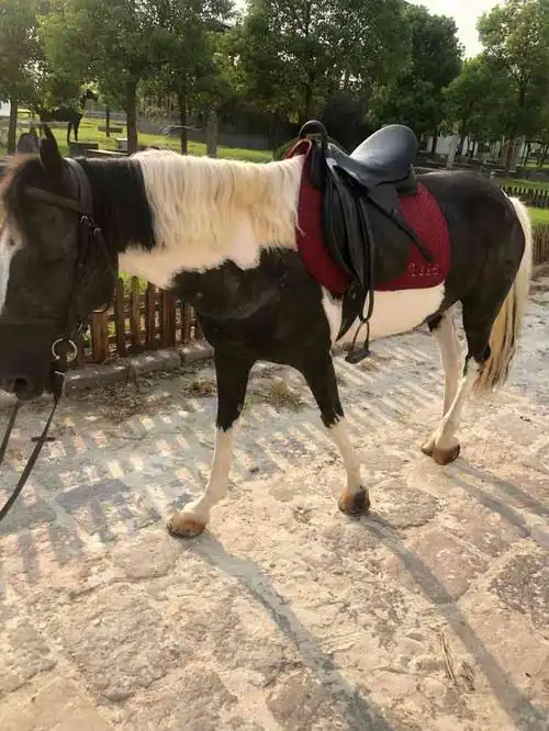 松声马术俱乐部-"昨天上了borbala的一节课 试课.之."-大众点评移动版