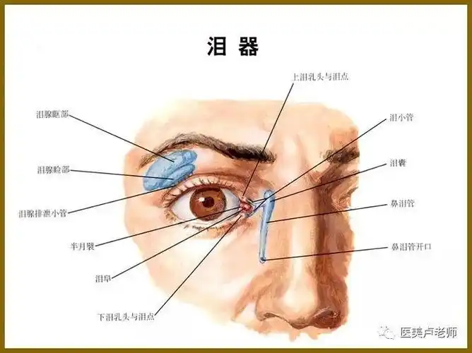 眼睑从外向内分为五层0.