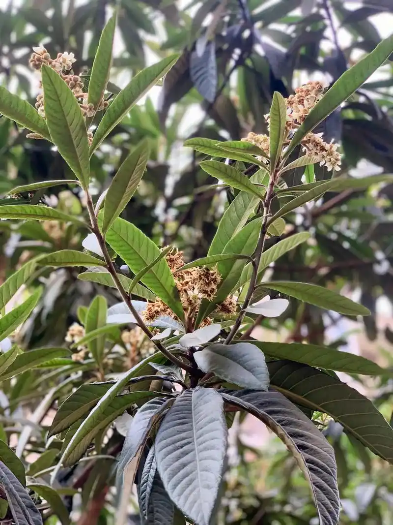 枇杷叶煮水绝了!咳嗽的赶紧去试!后悔知道晚了!让我宝咳嗽了 - 抖音