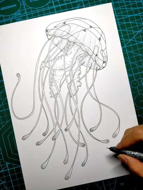 一组黑白水母插画