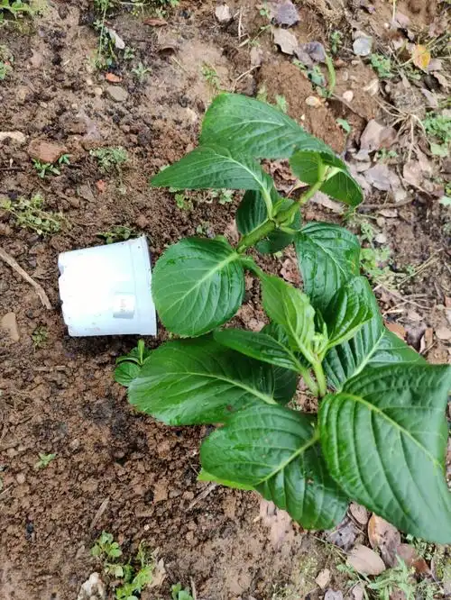 又地栽了3颗绣球小苗期待明年有个绣球花园今年一共入了10颗品种