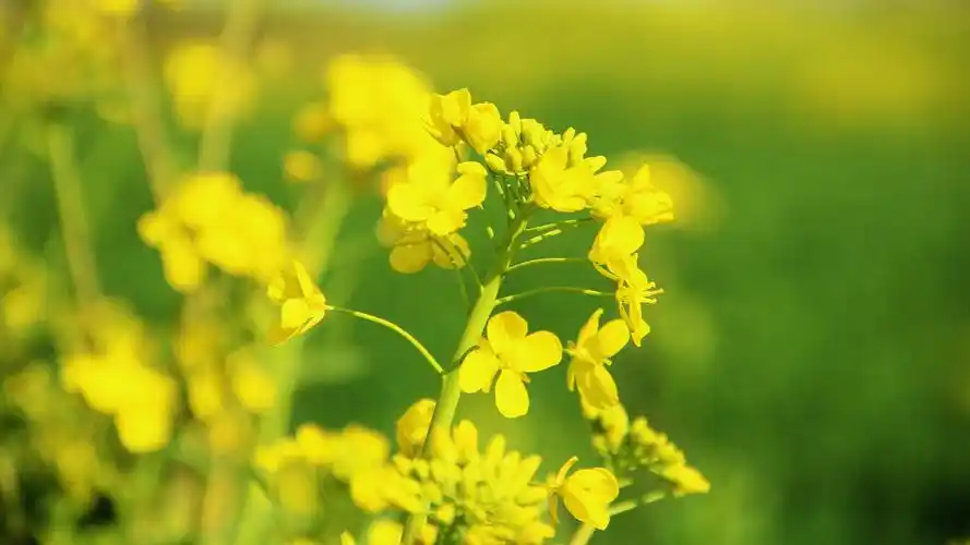 春天油菜花田园风景高清图片桌面壁纸