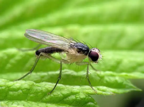 飞虫图片_图片大全