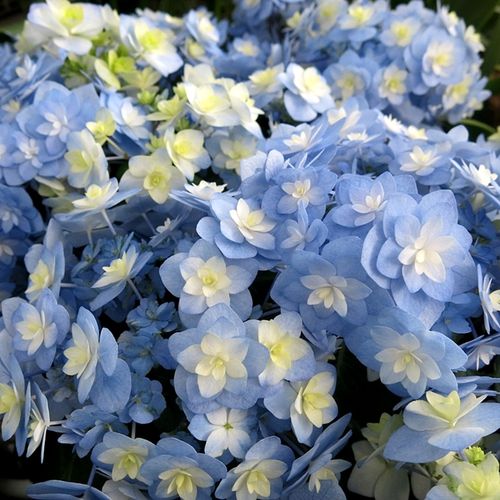 花都之韵筑紫之风进口重瓣绣球庭院开花植物时令草本花卉