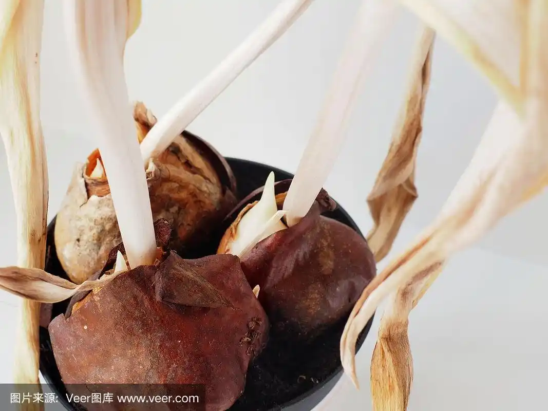 郁金香花季后干燥的球茎