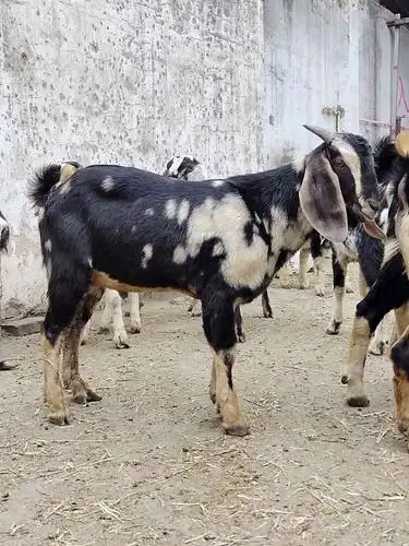 新疆哪里有阿尔菲斯大耳羊_供应信息_中国畜牧网