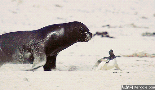 一提起海豹,人们总是会想起它们憨态可鞠的可爱形象,但是南极斑海豹却