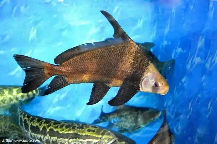 授之以鱼不如授之以渔,授之以渔不如请他到品瑞吃鱼