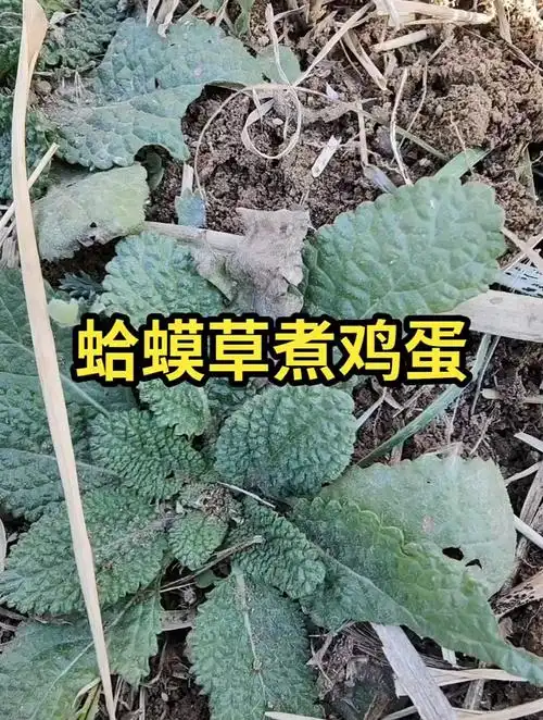 蛤蟆草煮鸡蛋 的治疗功效