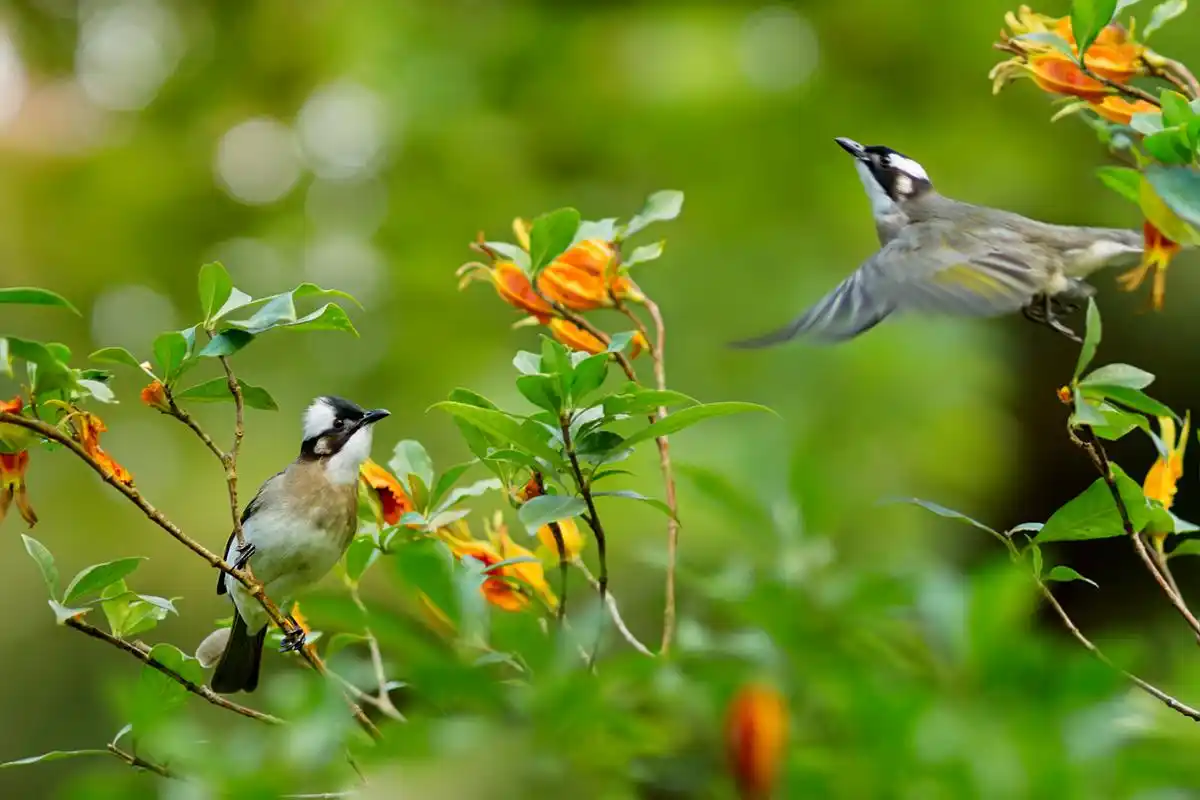 在黎明的光线中,我看到了一只喜鹊.