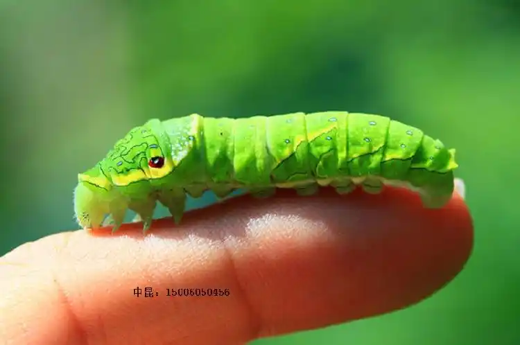 蝴蝶绿带凤蝶活体幼虫毛毛虫蚕宝宝蚕宝宝