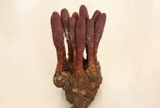 锁阳的功效与作用