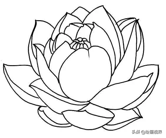 荷花白描线稿不会画教你画9种荷花白描线稿,学会画线稿很简单