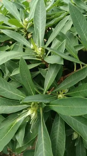 当地叫梦花,学名叫什么?