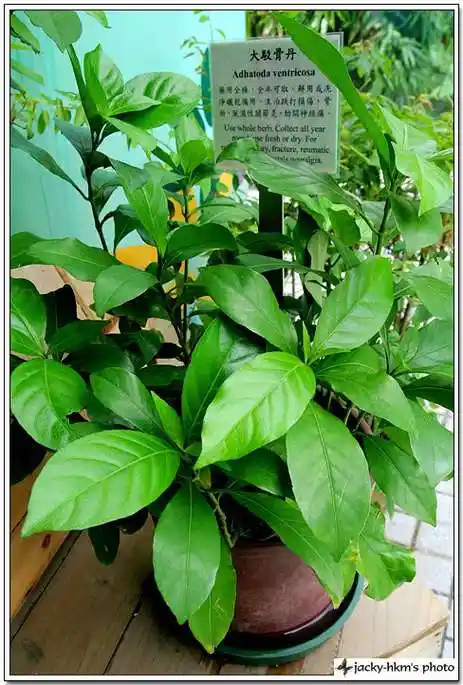 p data-id="gnayduvmjy">为爵床科植物黑叶接骨草gendarussa