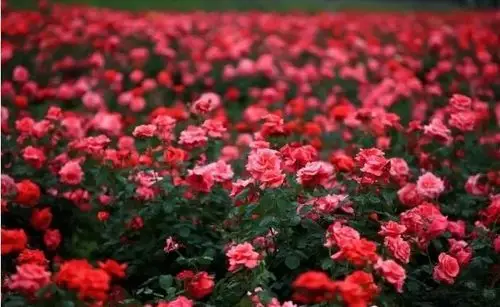 旅游南江团结乡200亩玫瑰园花开正艳了解一下