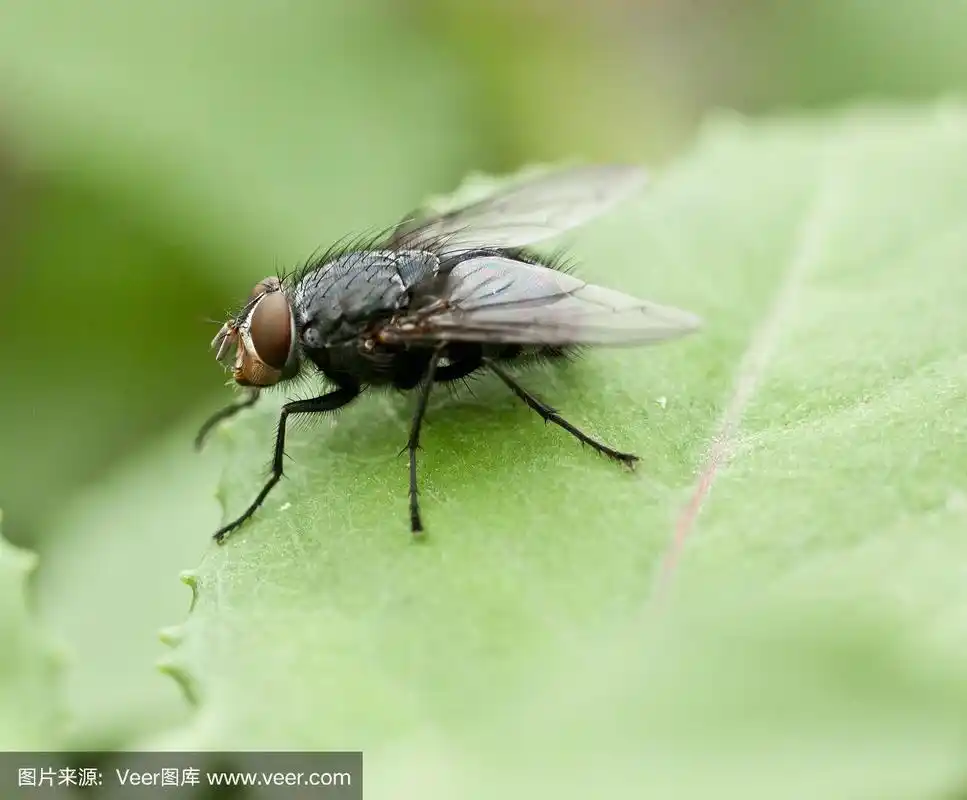 叶子上的黑苍蝇