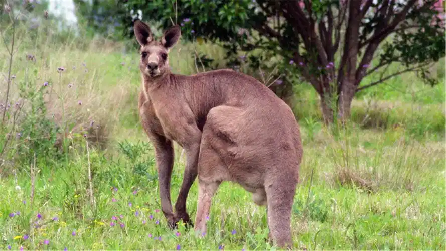 红袋鼠动物壁纸_体型最大的袋鼠