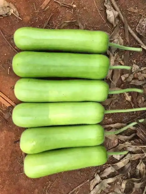 今科牌白珍珠苦瓜长短瓠瓜蒲瓜