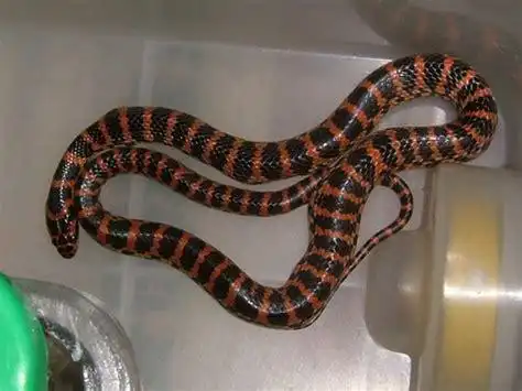 红黑白相间的蛇红黑白相间的蛇叫什么2022已更新今日资讯