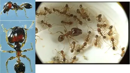 广大头蚁兵蚁和工蚁