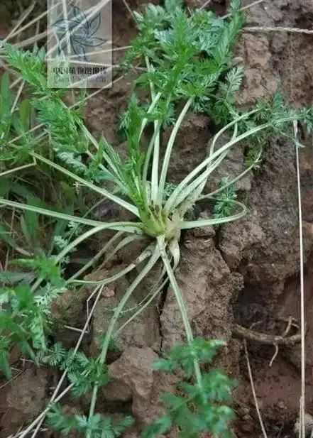 老中医:咽喉草,见过吗?清热解毒.治感冒发热,咽喉疼痛--寅午文化