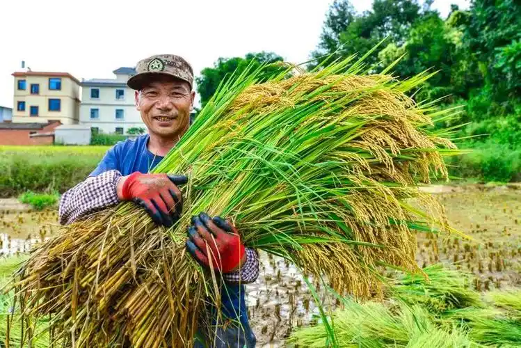 金秋丰收"稻"嵩明_稻田_河西_社区
