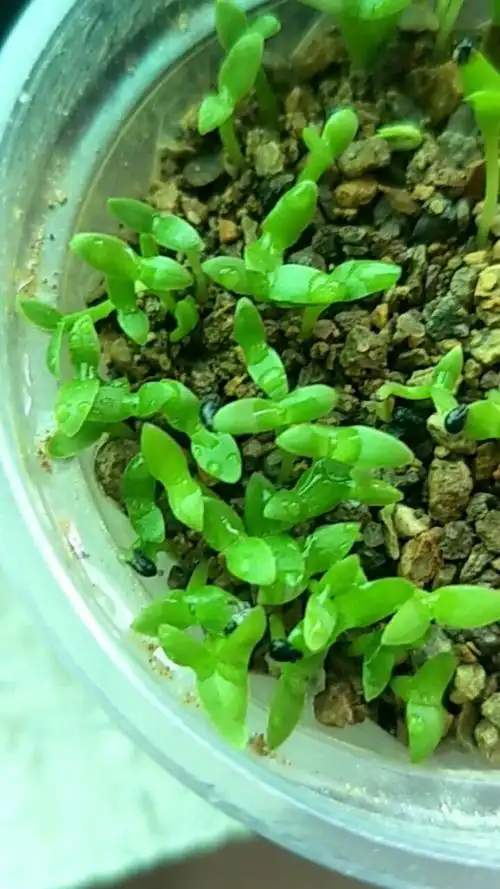 火龙果种子发的芽是不是很好看,可惜的是中间的芽没发好,要不然更好看