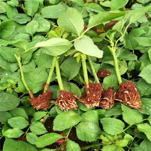 批发大马士革紫枝滇食用玫瑰墨红玫瑰花种苗多季鲜切扦插食用玫瑰花苗