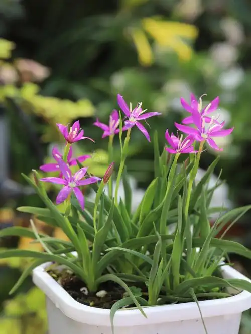 小花夜鸢尾hesperanthaoligantha