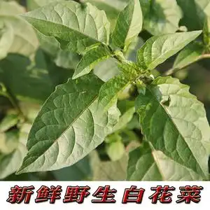 陈国君02淘宝乌稔果野生新鲜白花菜 新鲜龙葵草叶菜现摘新鲜野菜