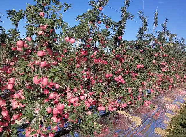 苹果种植开始多样化爱砧栽培优势多科学管理是关键
