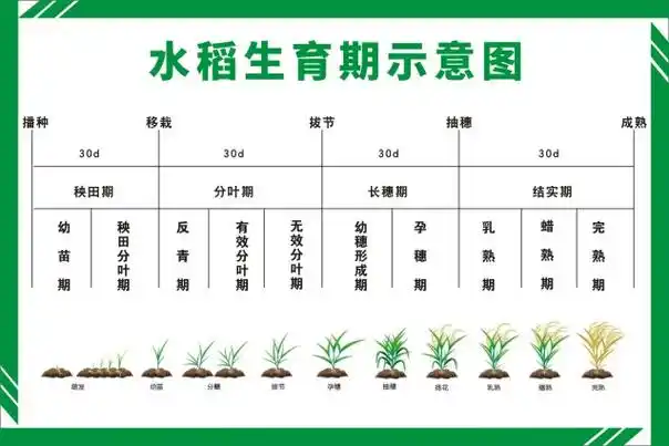水稻生长过程『水稻生长期分几个阶段图解』