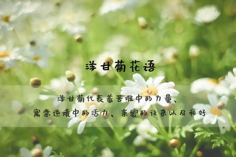 洋甘菊花语图片