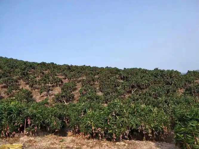 8斤装该信息由东坡区艾尚鲜家庭农场提供的关于芒果的产地位于四川