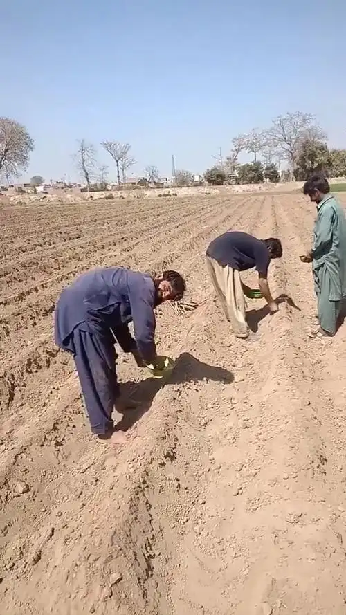 巴基斯坦农民种田