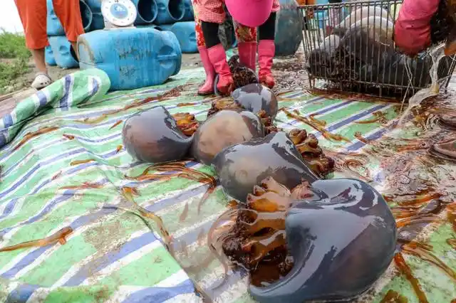 图上散落一地的海蜇已被捋掉了须子.