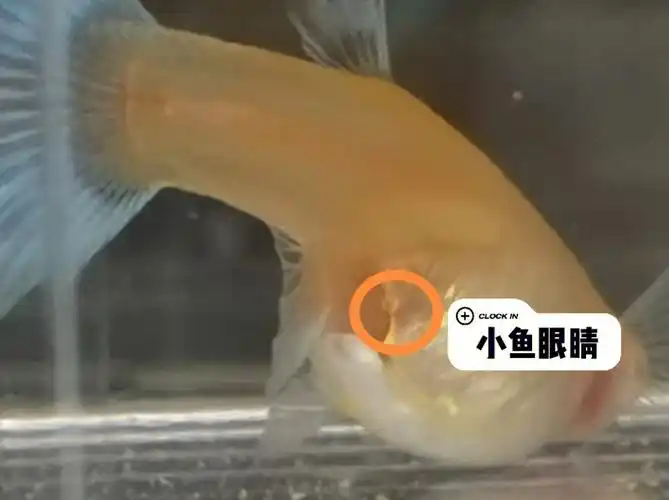 孔雀鱼临产征兆