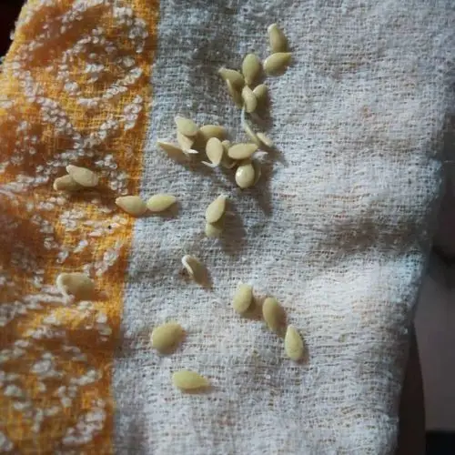 高发芽率的非洲角黄瓜种子,每袋种植 100 粒