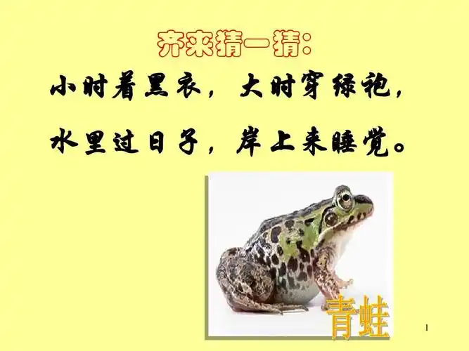 人教版第三节两栖动物的生殖和发育ppt