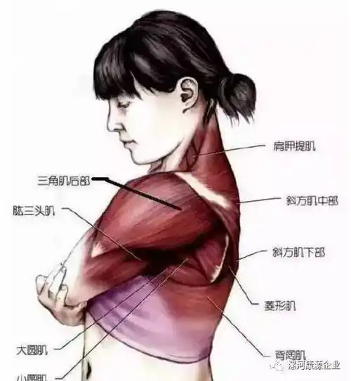 三角肌与肩痛(疼痛科必备)