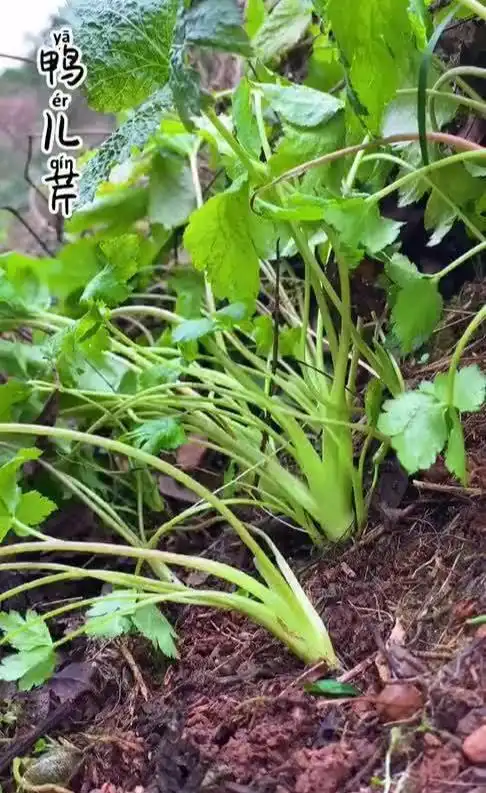 农村野菜鸭儿芹也叫鸭脚板,是一种什么样的植物